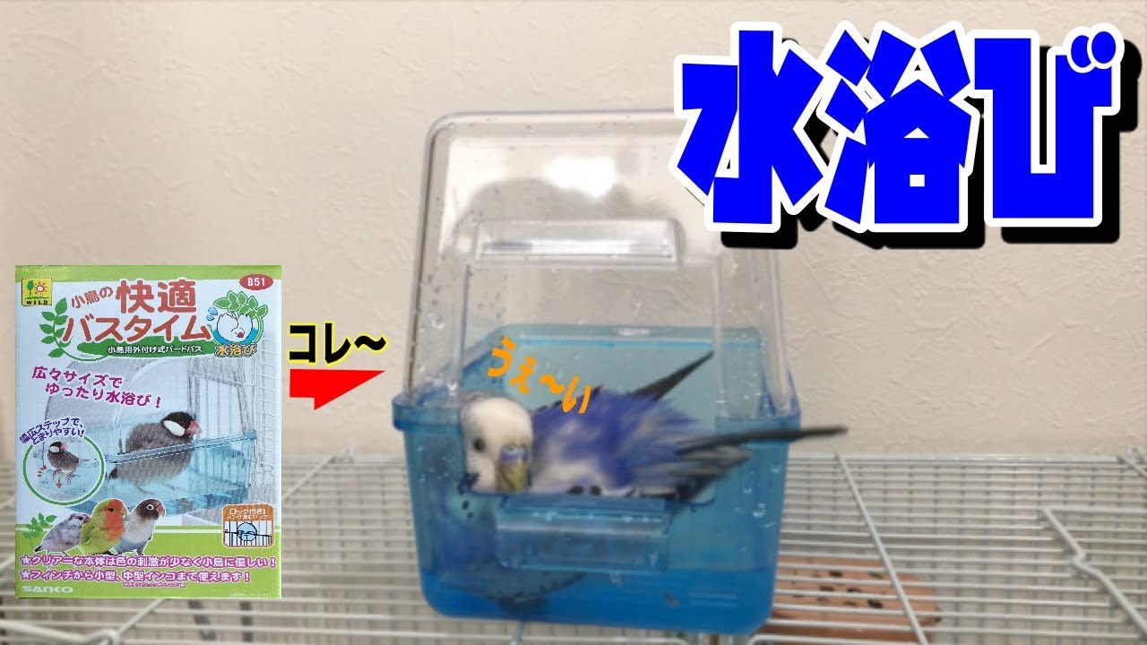 ビチョビチョ 水浴びし ましょ セキセイインコ Budgie Parakeet Youtube