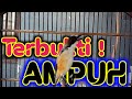 Ampuh Pancingan Cendet Paling Handal Untuk Merangsang Cendet Males Bunyi Agar Gacor Fighter Mp3 - Mp4 Download
