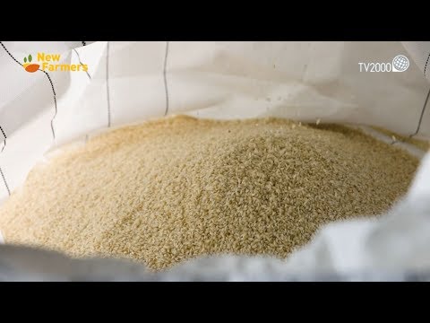 Rice Milling Machine Zaccaria ZX-6 - Irom Italia