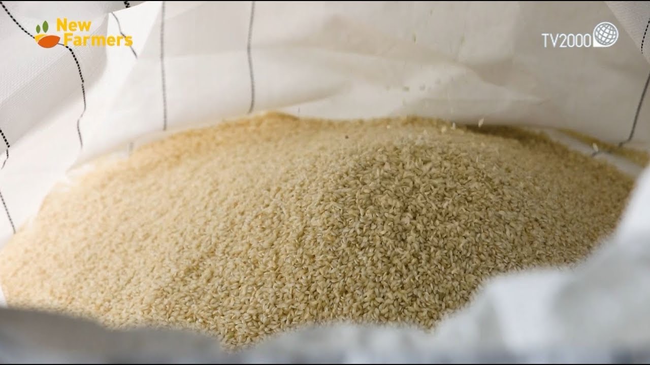 Rice Milling Machine Zaccaria ZX-6 - Irom Italia