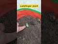 Ladyfinger plant #gardeningvideos #gardenstyle #plants #gardendesign #kitchingarden
