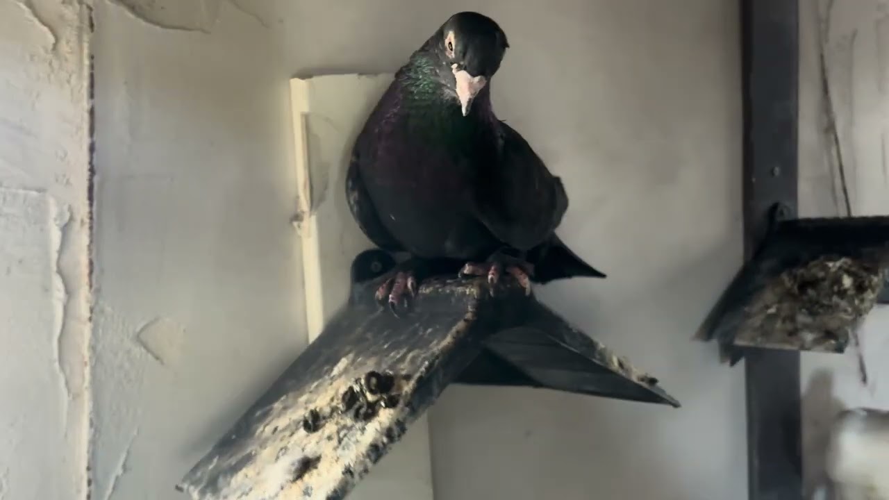 Kuşlarımızı uçurduk güvercinlerimizin yavruları belli olmaya başladı 