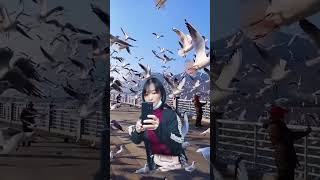 flying pigeons shortsbeta asmr satisfying