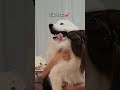 Hugging my dog to see his reaction