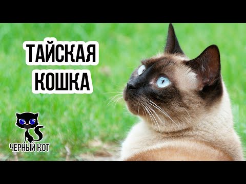 Вопрос: Почему кошки такие красивые?