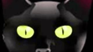 My Cat Paul