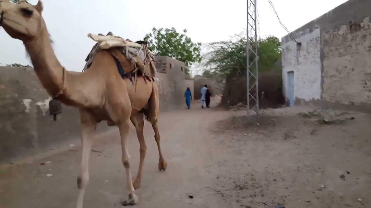 female Camel in thar with man 