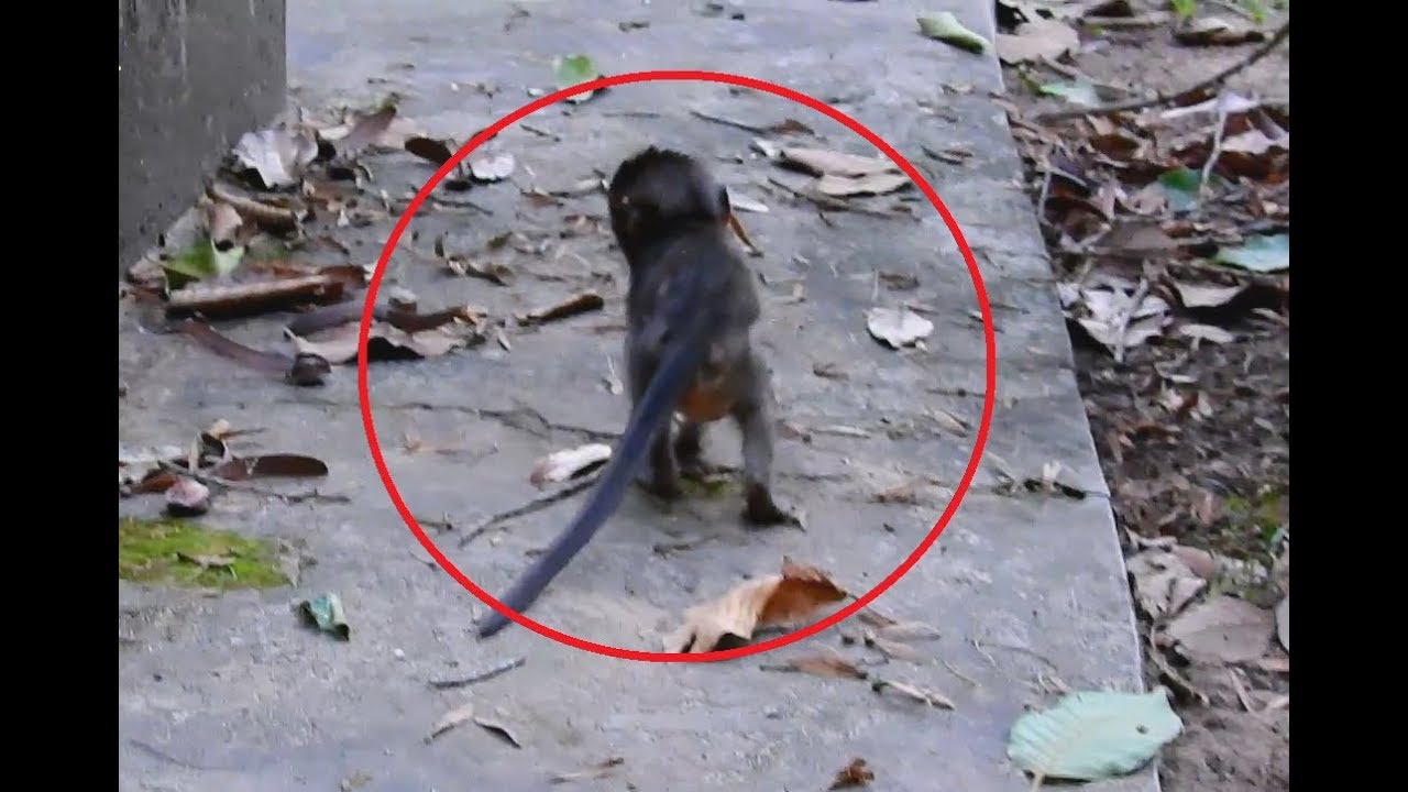 Baby Lori Will Back to Meet Thin Mother Tomorrow, We are Very Happy.