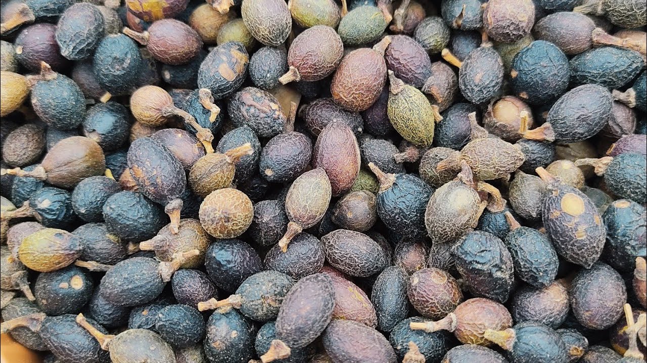 Tohumdan Defne Üretimi (Defne Üretimi 2)