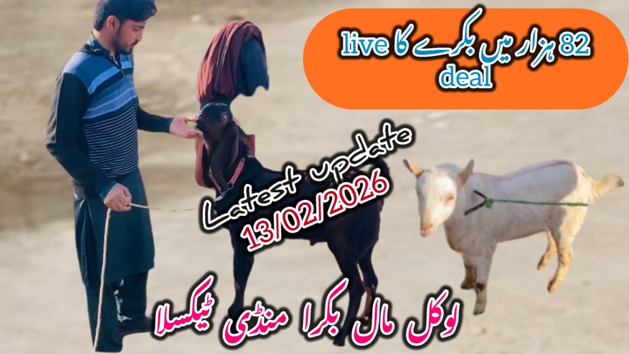 Today Bakra Mandi Taxila لوکل مال latest update 13 February 2026