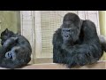 シャバーニ家族 685  Shabani family gorilla