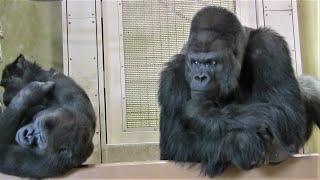 シャバーニ家族 685  Shabani family gorilla