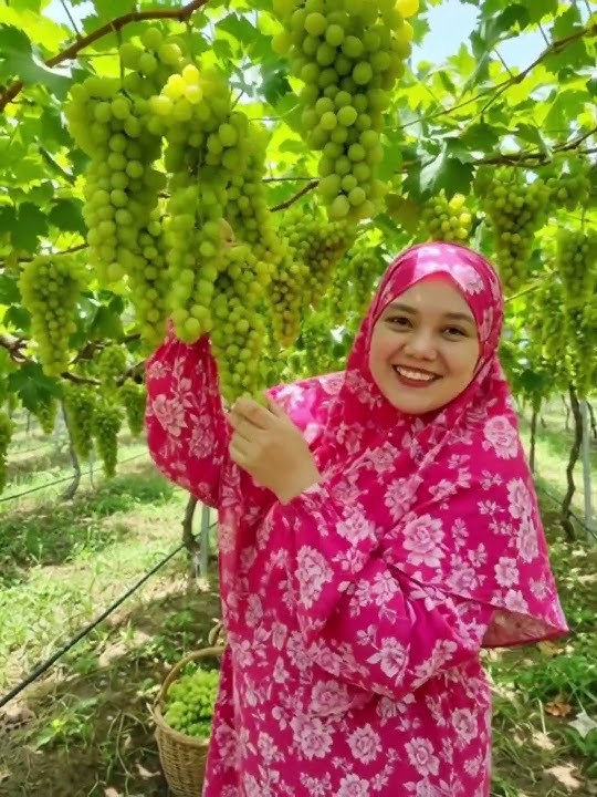 Grape harvest, guys 😍 #dj #cover #dangdut #djremix #music #vlog