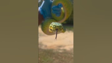 2nd deworming, wc emerald tree boa #coralluscaninus #emeraldtreeboa #anacondaphaseemeraldtreeboa