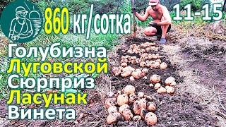 🥔 Сбор урожая 26 сортов картофеля в жарком климате: Винета, Голубизна, Сюрприз, Луговской, Ласунак