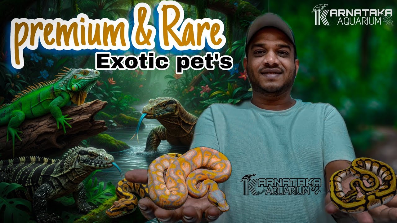 Premium & Rare | ball pythons | karnataka Aquarium | kannada