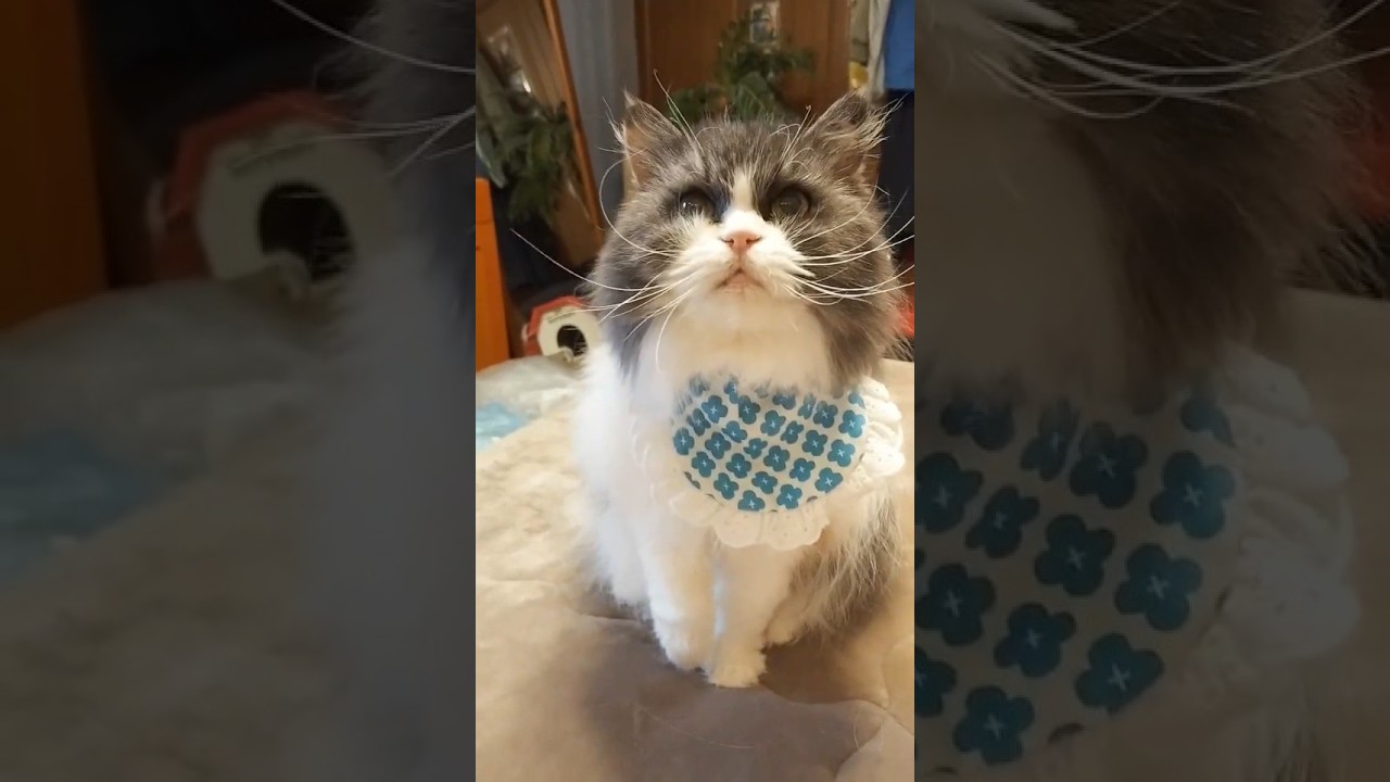 立っちしてボール遊び！もふもふ猫の神かわ瞬間🐾Fluffy Cat Stands Up