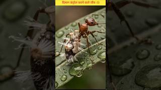 3 Mind Control Animals 😵💫 । ये जीव दिमाग पर कब्जा कर लेते हैं । Real Zombie Creatures। #shorts