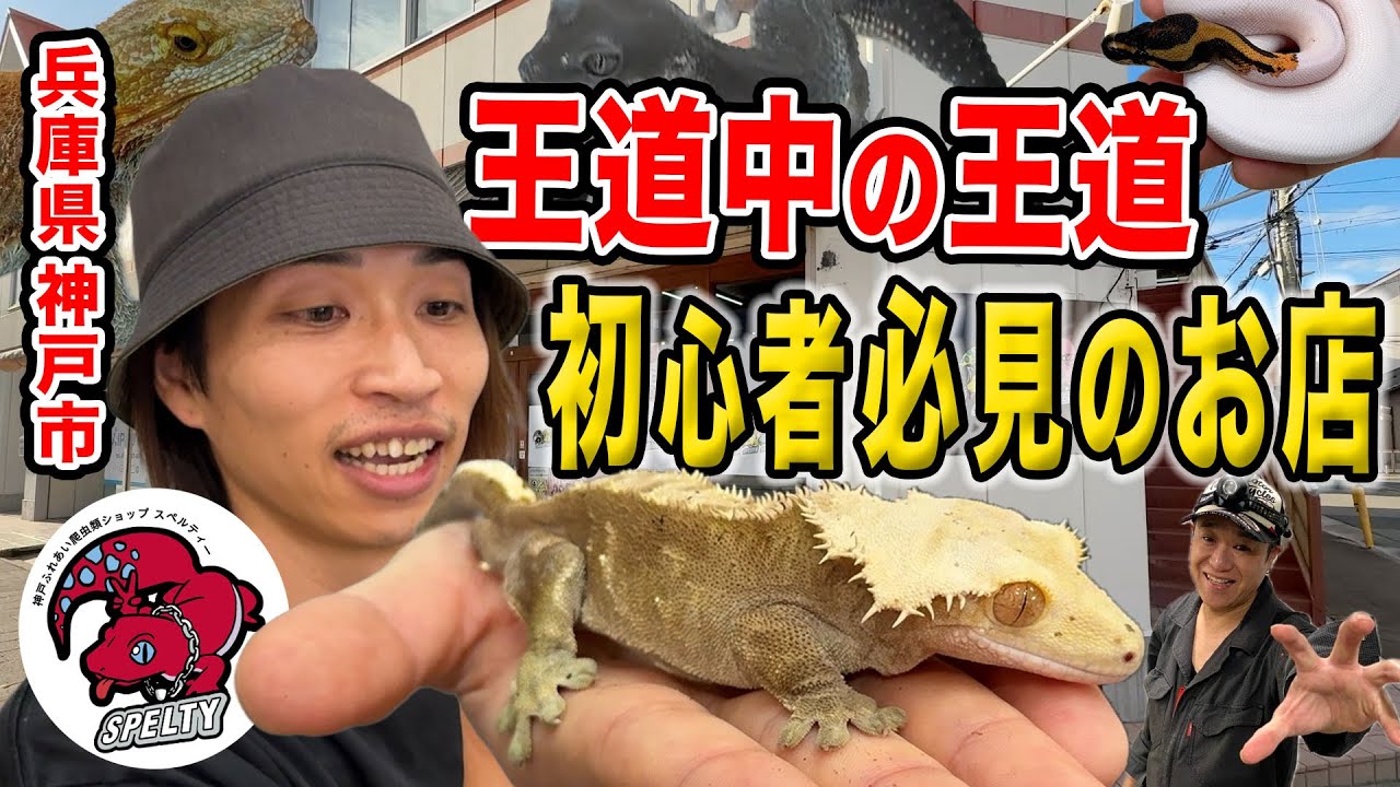 【爬虫類店巡り】初心者必見！？初めての方から家族連れまで、とにかく入りやすい爬虫類ショップSPELTY