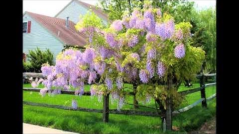 سورة النجم - د. يوسف أبوسمرة حنني