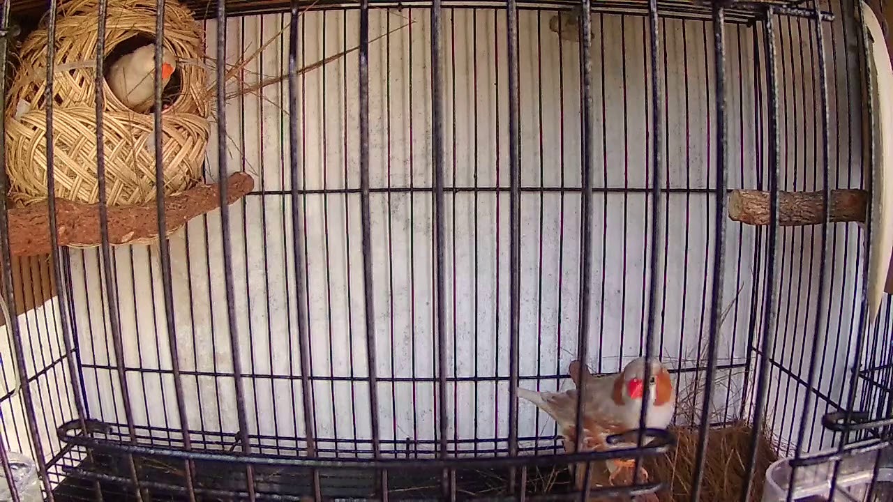 Zebra Finch Membangun Sarang Youtube