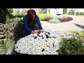 Daisies in Full Bloom &#39; Daisy May&#39; 🌿