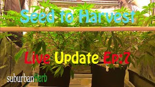 Gorilla Glue #4 cannabis grow. Seed to harvest: ep. 7. Let us Lollypop. Mars Hydro Cup