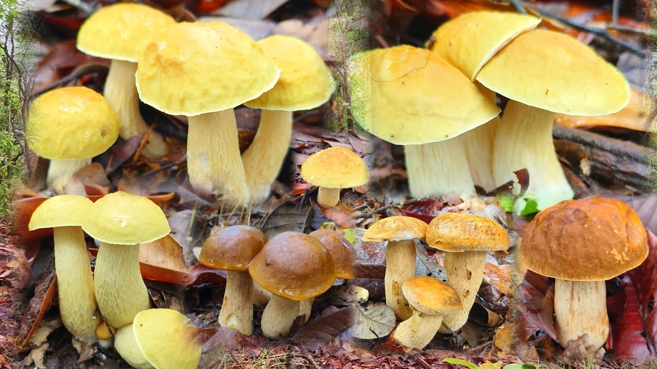 หาเห็ดป่าใหญ่ หมานเห็ดผึ้งหลายชนิด สาวแนทยีนงงในดงเห็ดอีกแล้ว 31 พฤษภาคม 2568