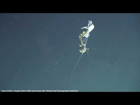 Rarely Seen Isopods Filmed 6,000 Meters Below The Sea