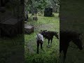 #arthur morgan #rdr2 clips