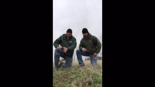 Assessing alfalfa field health at green up