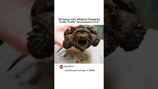 Alligator snapping turtle, native to the US, discovered in England! #shorts #turtle #invasivespecies