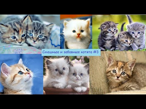 Смешные котики для детей смотреть онлайн бесплатно