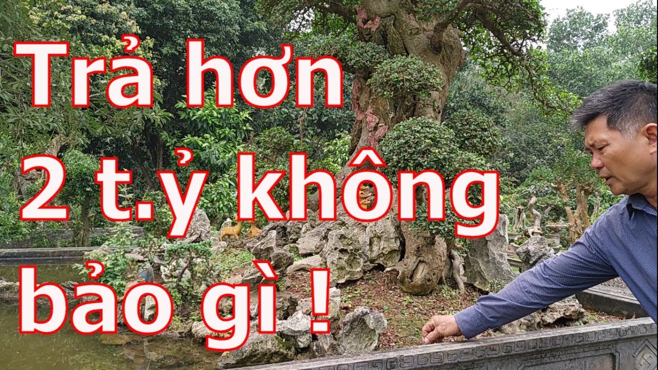 Cây Duối khách trả hơn 2 tỷ chủ cây không bảo gì-thật đáng nể- Cây cảnh bonsai