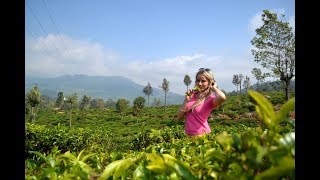 Приехали в Нувара Эллию, чайные плантации. Остановились в отеле Tea bush hotel Ramboda