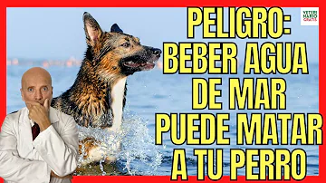 ¿Qué puedo darle a mi perro después de beber agua salada?