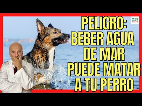 Video: El día de la playa del perro se vuelve mortal cuando ingiere demasiada agua salada