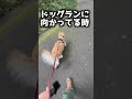 ドッグランで限界まで遊びすぎて、帰りの体力がほほない愛犬が可愛いwww #Shorts