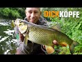 Wobbler - Döbel | Mit Topwater und Crankbait am Fluss