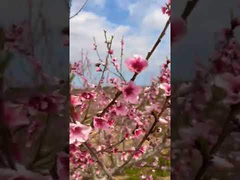 كلمة حلوة وكلمتين