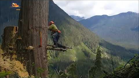 Amazing Dangerous Skills Fastest Tree Felling, Heavy Biggest Tree Cutting Down Machines