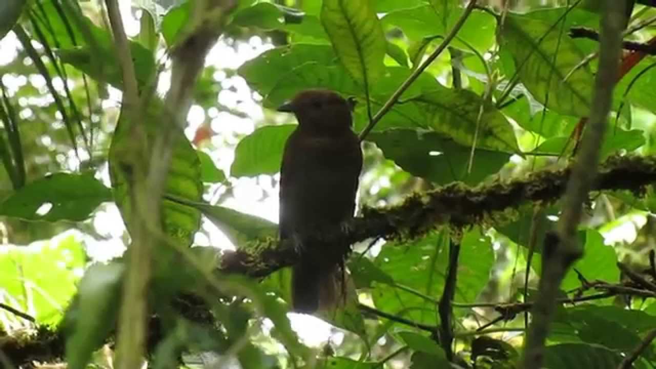 Russet-winged Schiffornis - Schiffornis stenorhyncha 2 - Darien, Panama