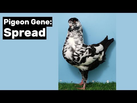 Video: Čo znamenajú dominantné gény a recesívne gény?