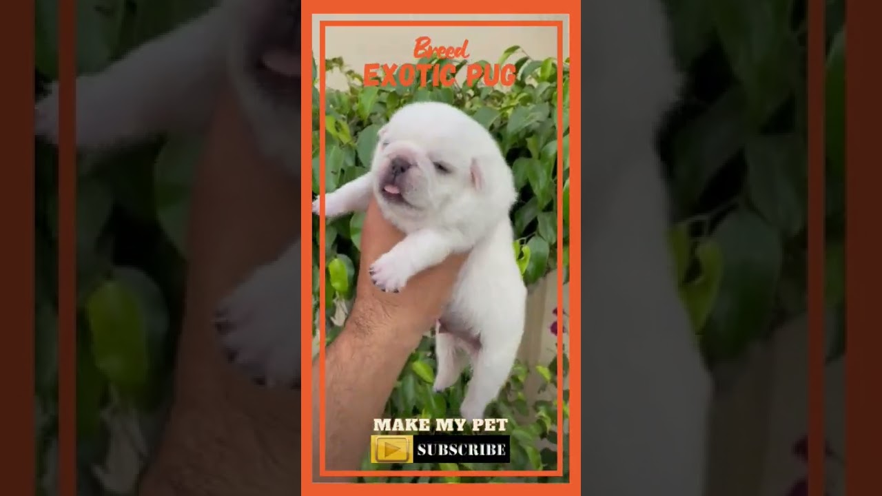 Wrinkly, Short-muzzled Face Rare Snow White Color Exotic PUG Subscribe Channel For More Video's