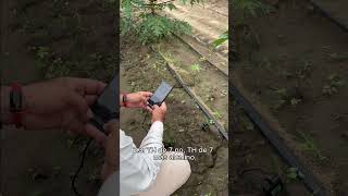 Medición de pH en cultivo de papaya