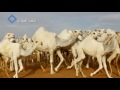 منقية 2017 شعيفان بن علي بن جفران أداء خالد آل بريك الدوسري 