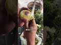 外側を全部削らないといけない 不思議な野菜