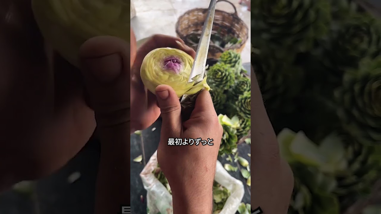 外側を全部削らないといけない 不思議な野菜