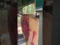Milling Poplar for you Best Lumber #sawmill #sawmilling #sawblade