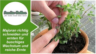 Majoran 🌿 richtig schneiden ✂️ und ernten für buschiges Wachstum 🌴 und reiche Ernte